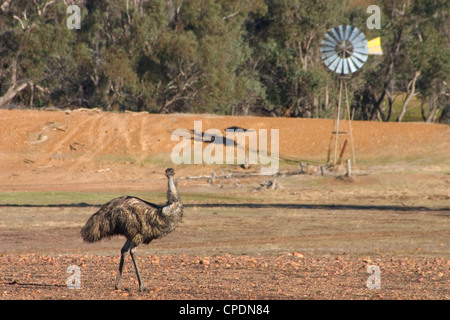 Emu im Fahrerlager mit Windmühle Stockfoto