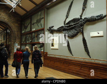 Junge Frau das Natural History Museum zu besuchen. London. Vereinigtes Königreich. Stockfoto