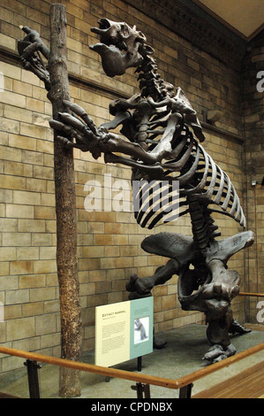 Skelett eines Riesen Boden Faultier (Megatherium Americanum). Natural History Museum. London. Vereinigtes Königreich. Stockfoto