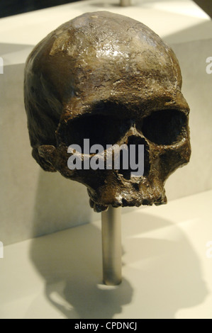 Schädel von Homo Sapiens. Natural History Museum. London. Vereinigtes Königreich. Stockfoto