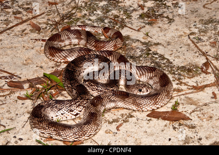 Florida Pine Snake (Pituophis Melanoleucus Mugitus) Stockfoto