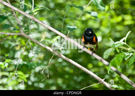 Amerikanische Redstart (Setophaga Ruticilla) Stockfoto