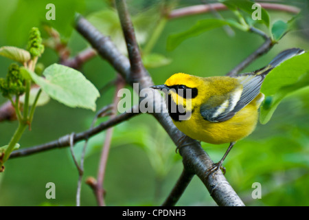 Lawrences Warbler (Vermivora Pinus X Chrysoptera) Stockfoto