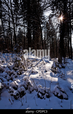 Winter-Sonne-Ströme durch die Kiefern am Barmsee, Oberbayern, Deutschland Stockfoto