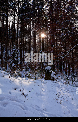 Winter-Sonne-Ströme durch die Kiefern am Barmsee, Oberbayern, Deutschland Stockfoto
