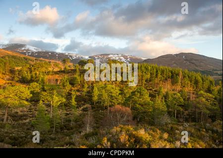 Sonnenaufgang am Glen Affric, Highlands, Schottland, Vereinigtes Königreich Stockfoto