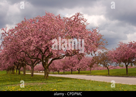 Crab Apple Blüten Bäume Spur Rosa Blumen Frühling Stockfoto