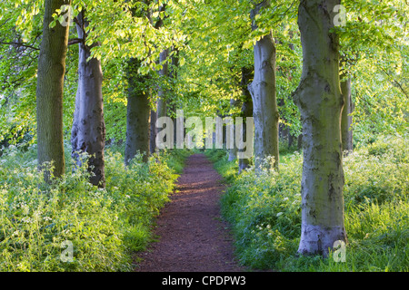 Eine Allee von Bäumen im Baysgarth Park, North Lincolnshire im Frühjahr Stockfoto