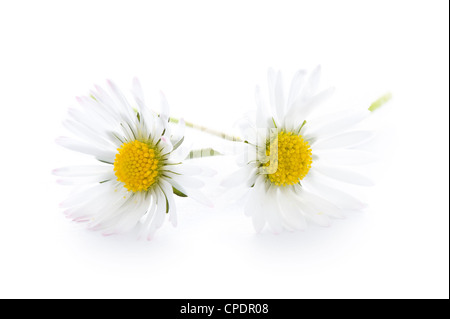 zwei Blumen-Gänseblümchen isoliert auf weißem Hintergrund Stockfoto