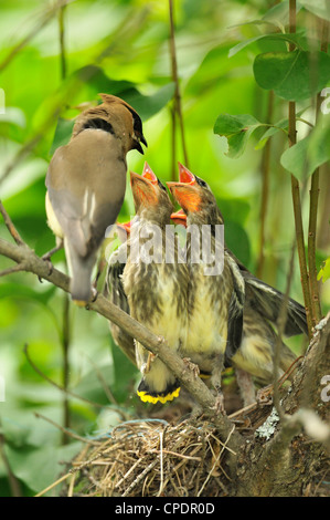 Zeder Seidenschwanz (Bombycilla Cedrorum), Wanup, Ontario, Kanada Stockfoto