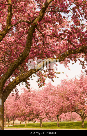 Crab Apple Blüten Bäume Spur Rosa Blumen Frühling Stockfoto