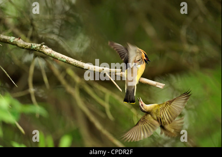 Cedar Waxwing Bombycilla cedrorum Erwachsener in der Nähe von Nest durch rote belästigt-eyed vireo vireo. Vireo olivaceus Wanup, Ontario, Kanada Stockfoto