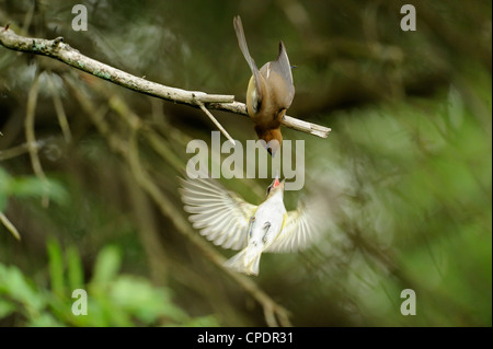 Zeder Seidenschwanz Bombycilla Cedrorum Erwachsener in der Nähe von Nest belästigt durch rotäugigen Vireo Vireo Olivaceus Wanup, Ontario, Kanada Stockfoto