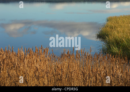 Schilf und Binsen entlang der Kante des stilles Wasser reflektiert eine abwechslungsreiche Herbsthimmel an den Cromarty Firth, Schottland Stockfoto