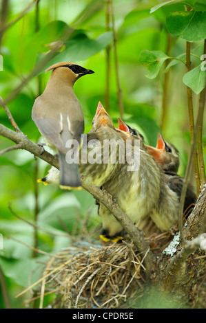 Zeder Seidenschwanz (Bombycilla Cedrorum), Wanup, Ontario, Kanada Stockfoto