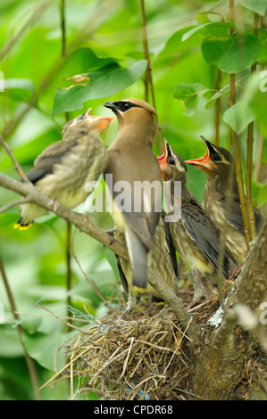 Zeder Seidenschwanz (Bombycilla Cedrorum), Wanup, Ontario, Kanada Stockfoto