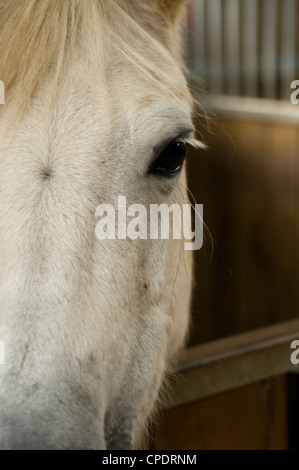 Pferdegesicht Stockfoto