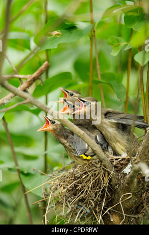 Zeder Seidenschwanz (Bombycilla Cedrorum), Wanup, Ontario, Kanada Stockfoto