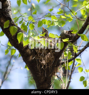 Robin Vogel sitzt auf Nest