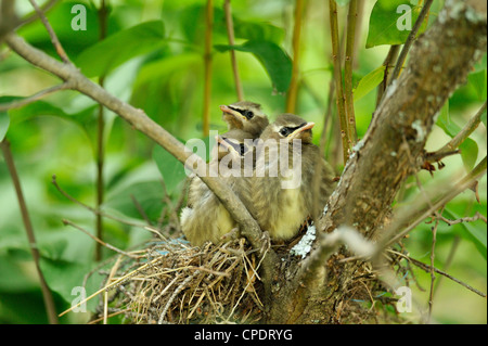 Zeder Seidenschwanz (Bombycilla Cedrorum), Wanup, Ontario, Kanada Stockfoto