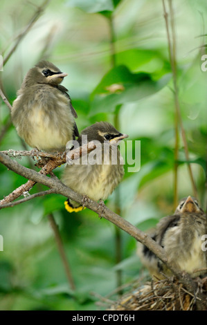 Zeder Seidenschwanz (Bombycilla Cedrorum), Wanup, Ontario, Kanada Stockfoto