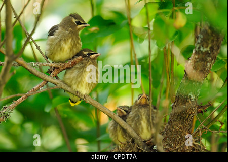 Zeder Seidenschwanz (Bombycilla Cedrorum), Wanup, Ontario, Kanada Stockfoto