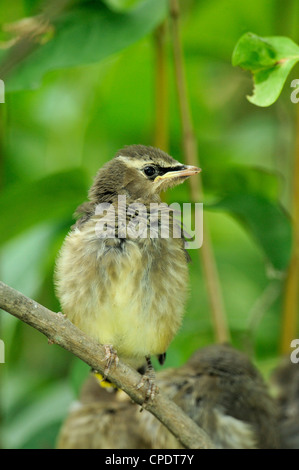 Zeder Seidenschwanz (Bombycilla Cedrorum), Wanup, Ontario, Kanada Stockfoto