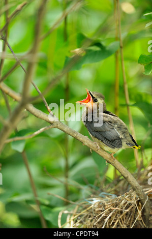 Zeder Seidenschwanz (Bombycilla Cedrorum), Wanup, Ontario, Kanada Stockfoto