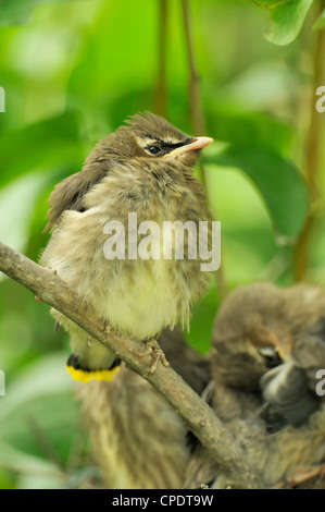 Zeder Seidenschwanz (Bombycilla Cedrorum), Wanup, Ontario, Kanada Stockfoto