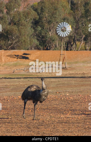 Emu im Fahrerlager mit Windmühle Stockfoto