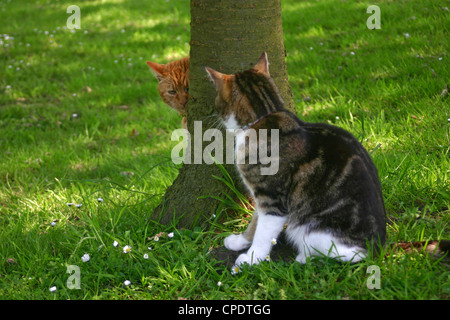 Zwei Outdoor-Katzen spielen Verstecken und suchen unter einem Baum Stockfoto
