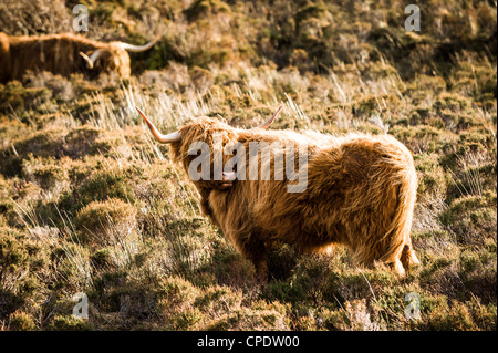 Highland Cattle, einen Kratzer auf der Isle Of Skye, Schottland Stockfoto