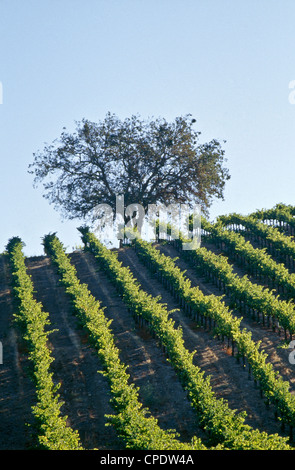 Weinberg, Cabernet Sauvignon, einsame Eiche. Stockfoto