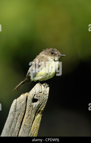 Östlichen Phoebe (Sayornis Phoebe) Juvenile gehockt stumpf, Manitoulin Island - Kagawong, Ontario, Kanada Stockfoto