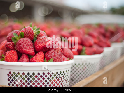 Container von frisch gepflückten Erdbeeren aus einer lokalen Farm bereit, auf den Markt zu gehen. Stockfoto