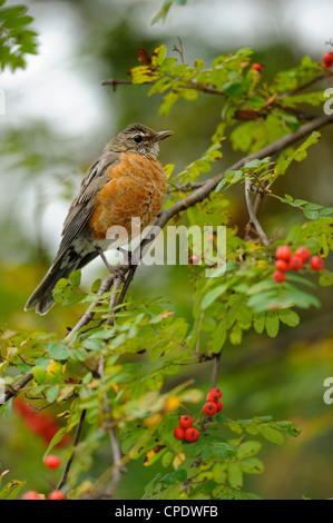 Amerikanischer Robin (Turdus Migratorius) Futter für Eberesche Beeren, Greater Sudbury, Ontario, Kanada Stockfoto