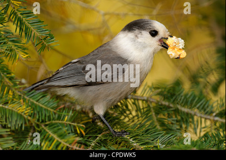 Kanada Jay, Jay, Grau/Grau (Perisoreus canadensis), Whiskey jack, Algonquin Provincial Park, Ontario, Kanada Stockfoto