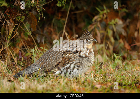Vari Grouse (Bonasa umbellus) männlich, Greater Sudbury, Ontario, Kanada Stockfoto