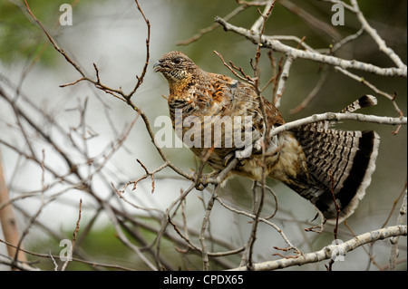 Vari Grouse (Bonasa umbellus) Zweige Essen in Aspen Tree grössere Sudbury, Ontario, Kanada Stockfoto