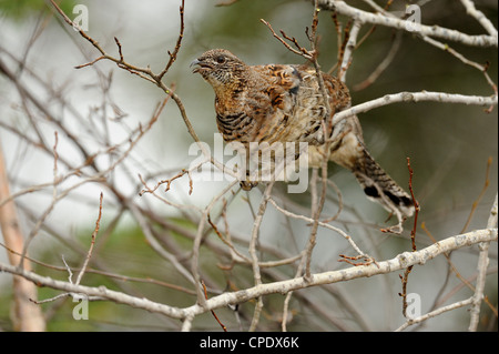 Vari Grouse (Bonasa umbellus) Zweige Essen in Aspen Tree grössere Sudbury, Ontario, Kanada Stockfoto