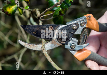 Schließen Sie oben von kaukasischen mans Hand zerkleinern Äste mit Gartenscheren im Garten in Bristol, Großbritannien Stockfoto