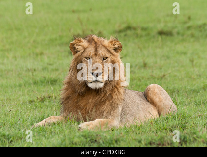 Portrait einer jungen nassen männlicher Löwe (Panthera leo) und starrte die Kamera auf der Masai Mara National Reserve, Kenia, Ostafrika. Stockfoto