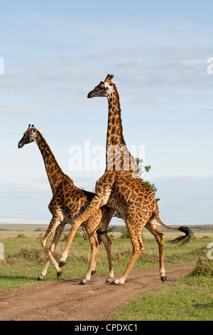 Ein paar der Masai Giraffe (Giraffa Plancius Tippelskirchi) Paarung über die Masai Mara National Reserve, Kenia, Ostafrika. Stockfoto