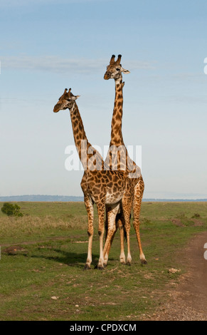 Ein paar der Masai Giraffe (Giraffa Plancius Tippelskirchi) Paarung über die Masai Mara National Reserve, Kenia, Ostafrika. Stockfoto