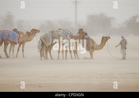 Racing Kamele getrieben in einem Sandsturm mit ihren Reitern, kniend eines davon auf Befehl Stockfoto