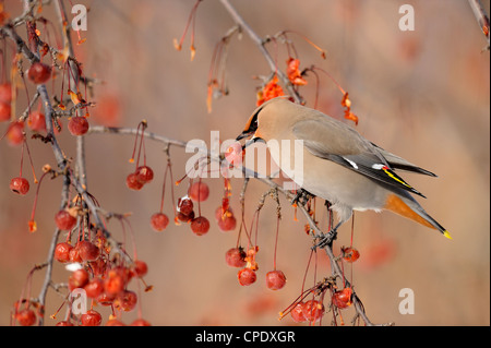 Böhmische Seidenschwanz (Bombycilla Garrulus) Winter Migranten ernähren sich von Obst, Greater Sudbury, Ontario, Kanada Stockfoto