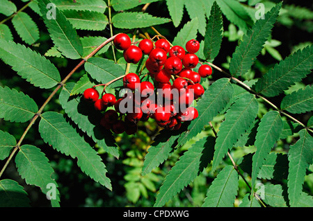 Nahaufnahme der lebendig rote Vogelbeeren inmitten von frischem Grün Blätter, Perthshire, Schottland, UK Stockfoto