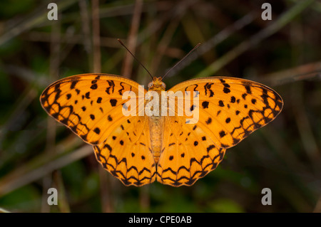 Öffnen Sie gemeinsame Leopard Schmetterling Sitzstangen mit Flügeln Stockfoto