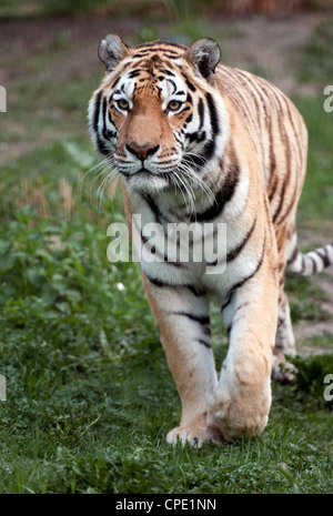 Männliche (Sibirien) Amur-Tiger, die zu Fuß in Richtung Kamera Stockfoto
