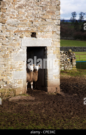 Zwei Schafe in einem Feld-Stall in der Nähe von Aysgarth, Yorkshire Dales, England, Vereinigtes Königreich, Europa Stockfoto